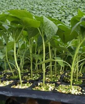 沙洋薄皮螺丝椒苗,京山哪里育大果黄绿辣椒苗2026