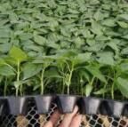 濮阳哪里卖螺丝椒苗子,济源大果尖椒苗育苗厂2026