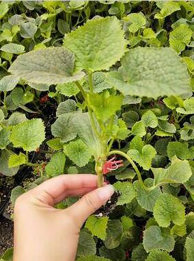 新河哪有育博洋9甜瓜苗,广宗嫁接绿宝甜瓜苗基地2026