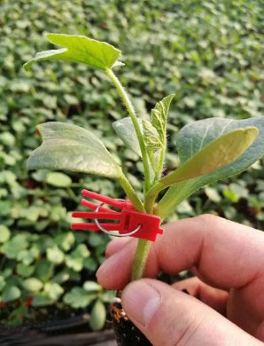 从江哪有卖西瓜嫁接苗,铜仁专业育美都西瓜苗厂家